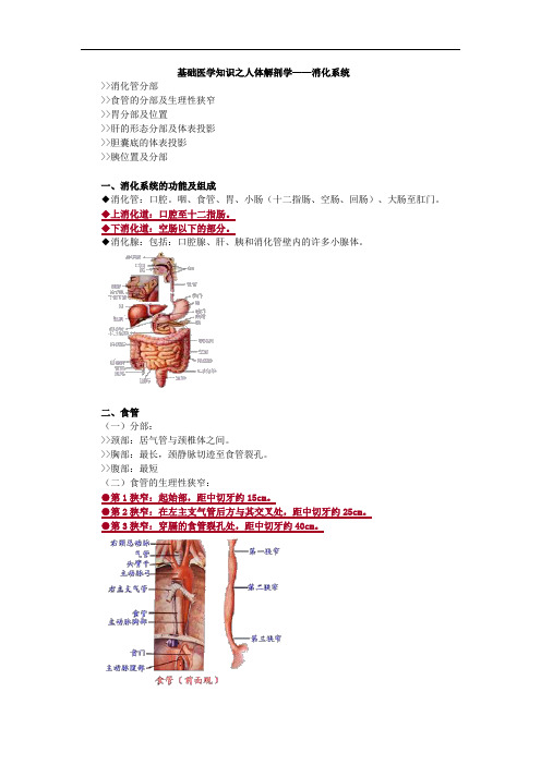 基础医学知识之人体解剖学——消化系统