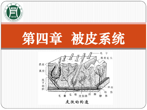 第四章被皮系统11