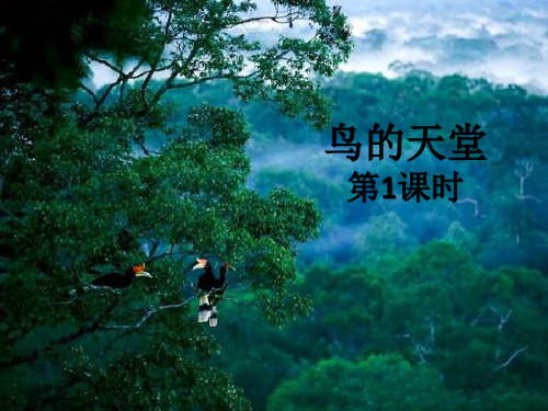 (赛课课件)四年级上册语文《鸟的天堂》第一课时(共8张PPT)