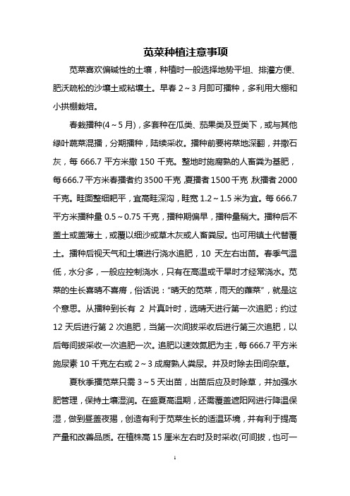 苋菜种植注意事项