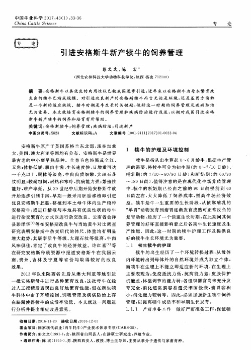 引进安格斯牛新产犊牛的饲养管理