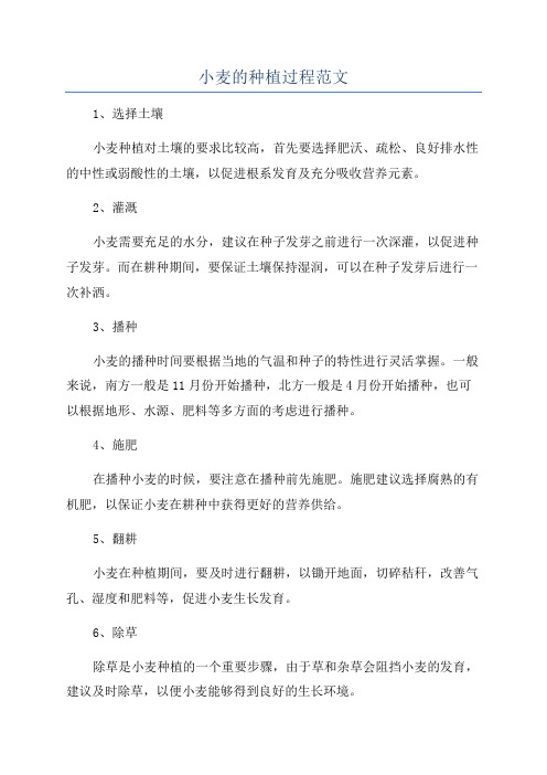 小麦的种植过程范文