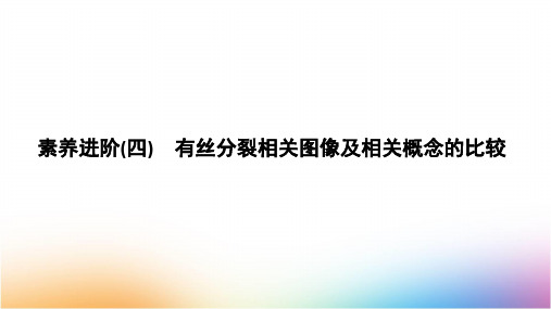 人教版高中生物必修1第6章  素养进阶 有丝分裂相关图像及相关概念的比较精品课件