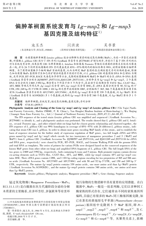 偏肿革裥菌系统发育与Lgmnp2和Lgmnp3基因克隆及结构特征
