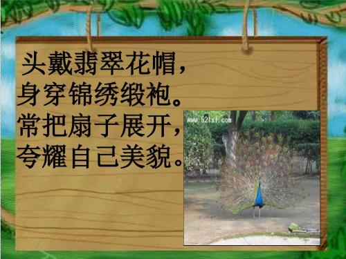 习作5 动物名片设计 共43页