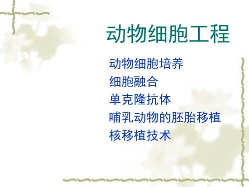 动物细胞工程1全面版