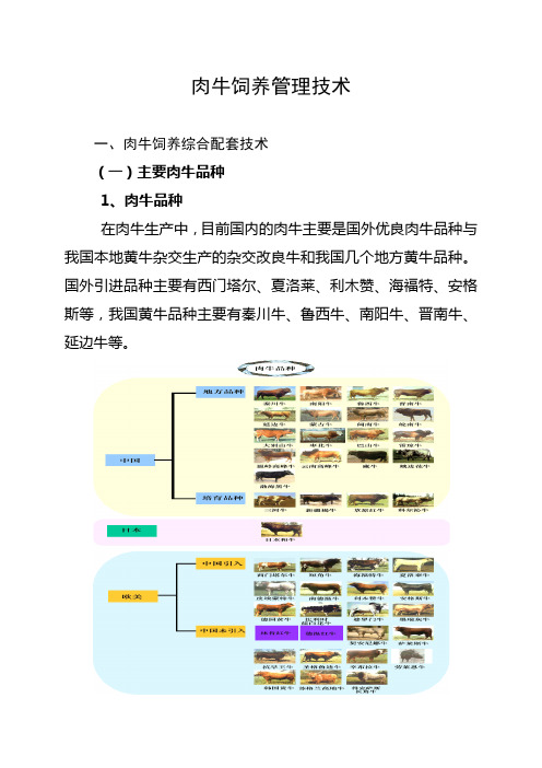 肉牛饲养管理技术
