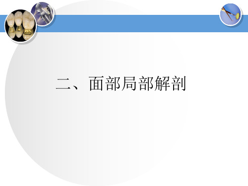 口腔颌面颈部局部解剖 口腔局部解剖 面部局解