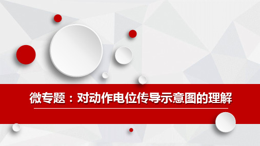 高中生物动作电位传导示意图的理解精品公开课PPT课件