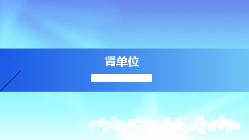 1.肾单位