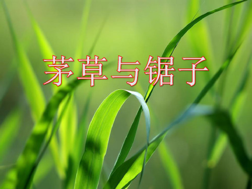 《茅草与锯子》走进树林 最新小学精品公开课件