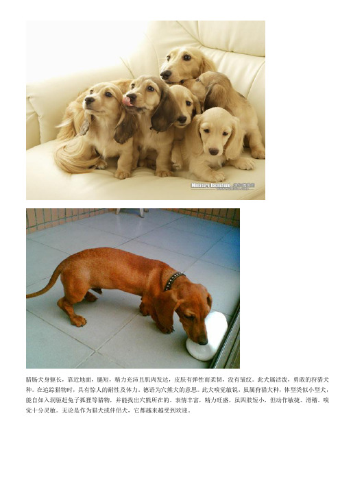 狗狗百科