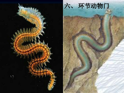 环节动物