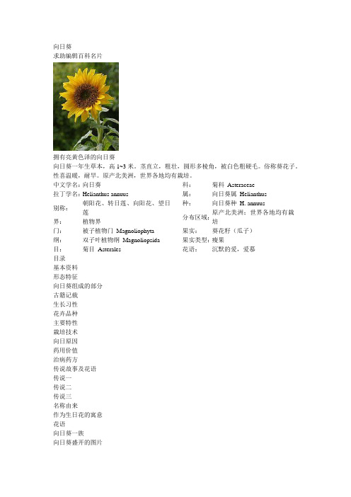 向日葵