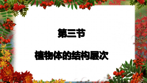 人教版七年级 上册第二单元第二章 第三节植物体的结构层次 课件