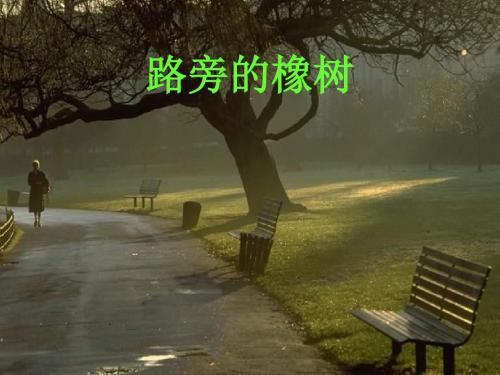 三年级语文路旁的橡树1(中学课件2019)