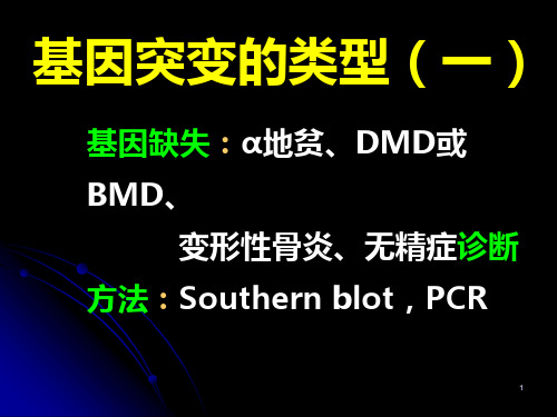 聚合酶链式反应 PCR