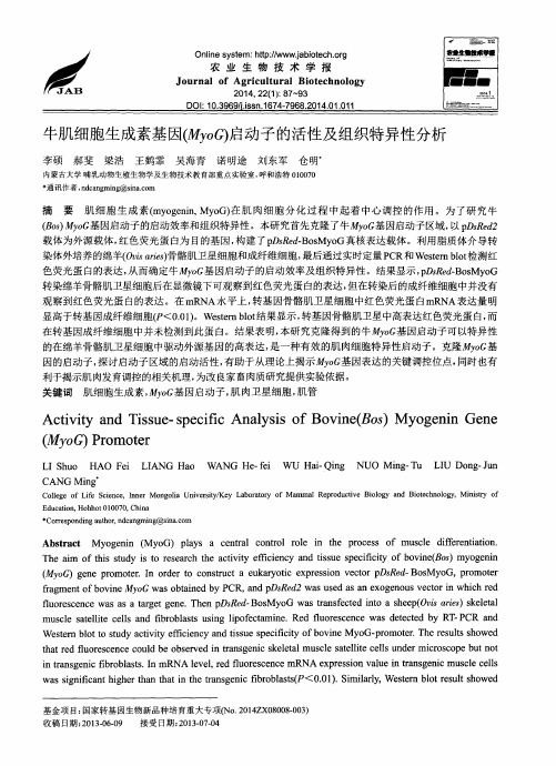 牛肌细胞生成素基因(MyoG)启动子的活性及组织特异性分析