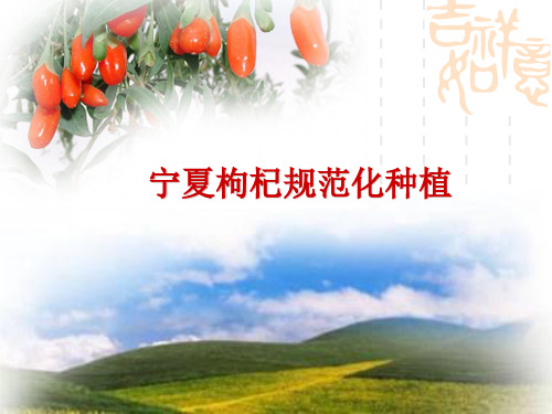 宁夏枸杞标准化种植精品PPT课件