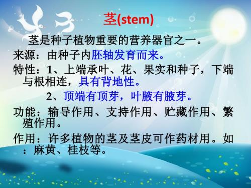 植物器官茎中药课件