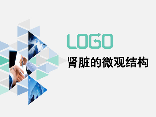 肾脏的微观结构---PPT精品课件