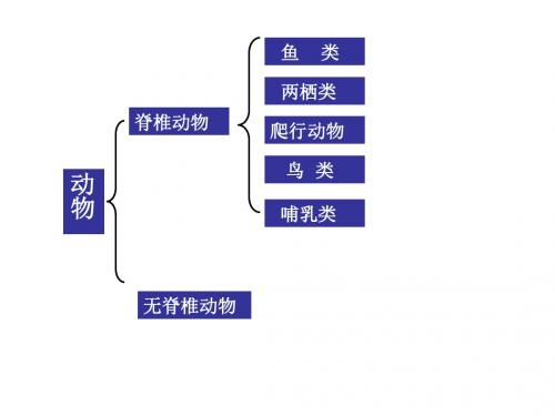 浙教版七年级上册科学：2.4.3 常见的动物课件