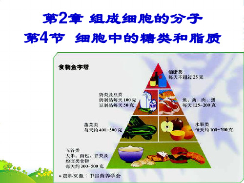 人教版高中生物必修一细胞中的糖类和脂质 课件(共15张PPT)