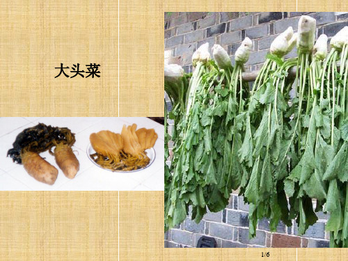 芥菜和甘蓝的变异品种组图欣赏