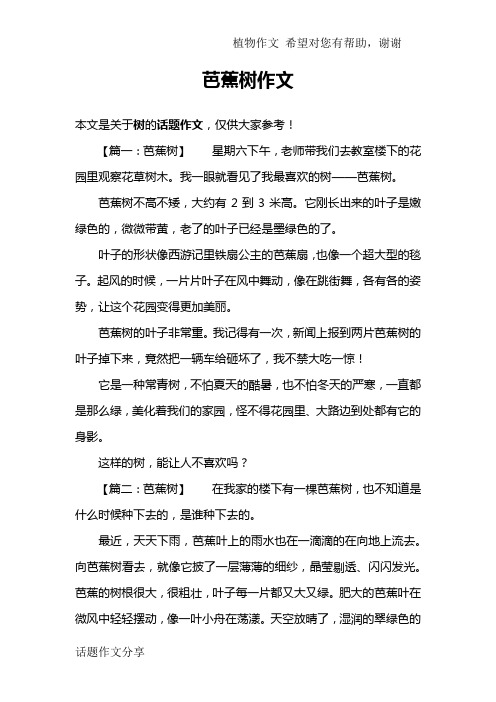 芭蕉树作文