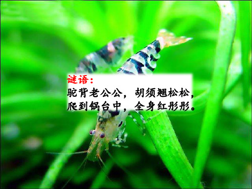 【语文】部编人教小学语文三年级下册第二学期15小虾(1)优选ppt课件