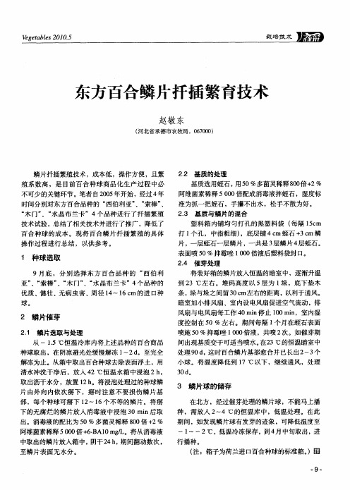 东方百合鳞片扦插繁育技术