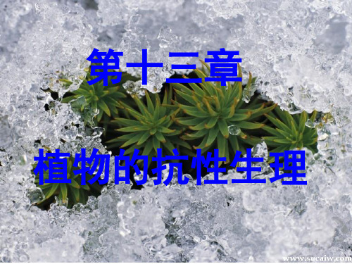植物生理学ppt课件  植物的抗性生理