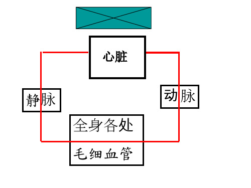 初中生物心脏课件