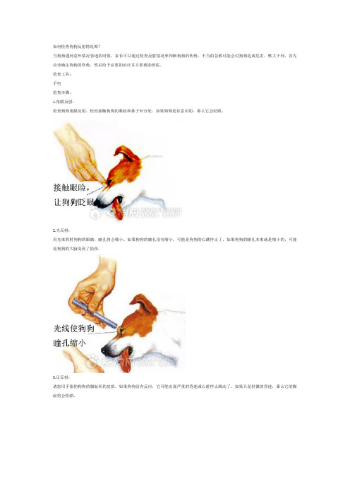如何检查狗狗反射情况呢？-狗狗急救