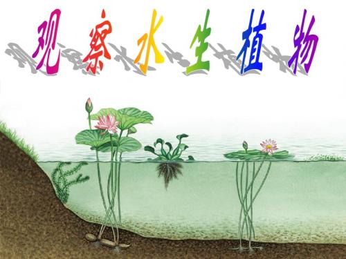1.4三年级上册科学第一单元观察水生植物