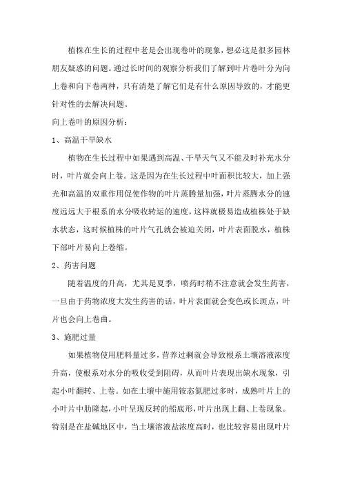 植株为什么会出现卷叶的现象