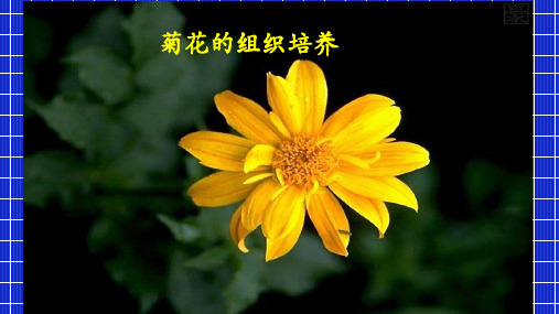 菊花的组织培养
