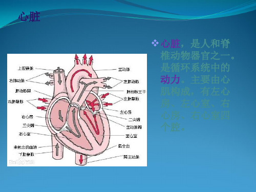 药理学,药物化学心脏疾病药物和血脂调节药物课件