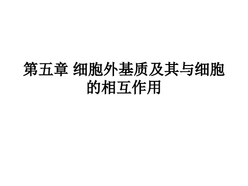 第5章细胞外基质