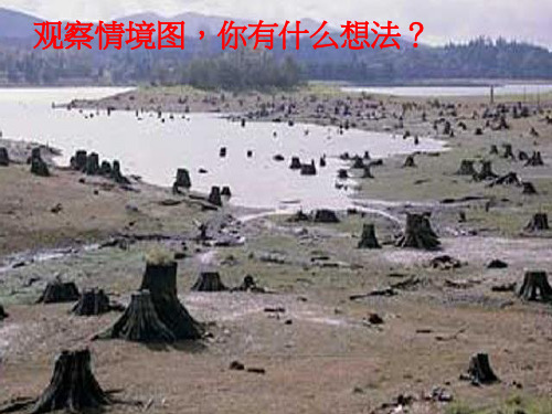 云南省五年级地方课程课件  环境教育   5、森林与环境——保护森林(2)