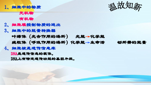 人教版七年级生物上册-2.2.1《细胞通过分裂产生新细胞》课件  (共39张PPT)