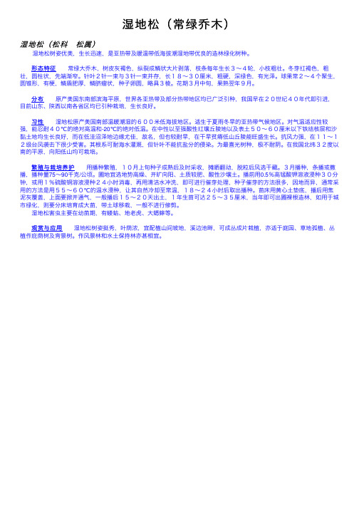 湿地松（常绿乔木）