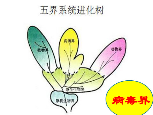 北京版八年级下册生物《 第十三章 生物的多样性 第七节 病毒》课件