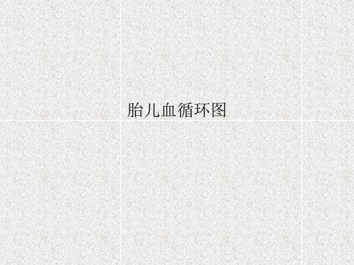 胎儿血循环图