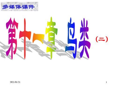 家鸽(第二课时)PPT教学课件