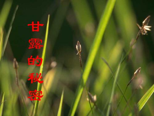 甘露的秘密ppt6 鄂教版