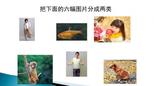 《动物·人》课件