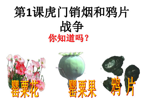 第1课  虎门销烟和鸦片战争