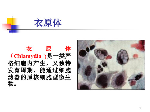 衣原体ppt课件