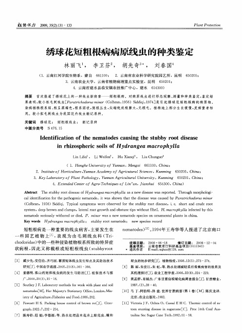 绣球花短粗根病病原线虫的种类鉴定